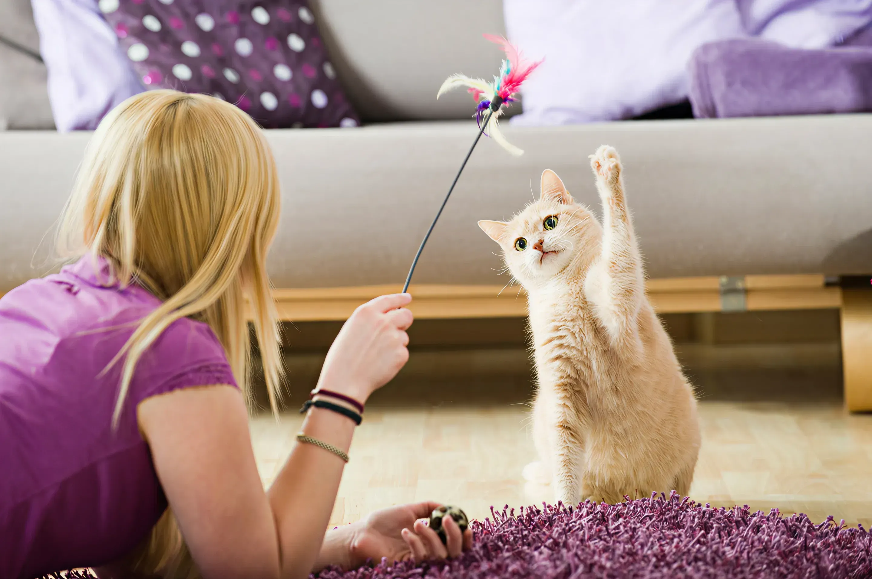 The Purr and Play Lounge at Ais Sarah Pet Manor
