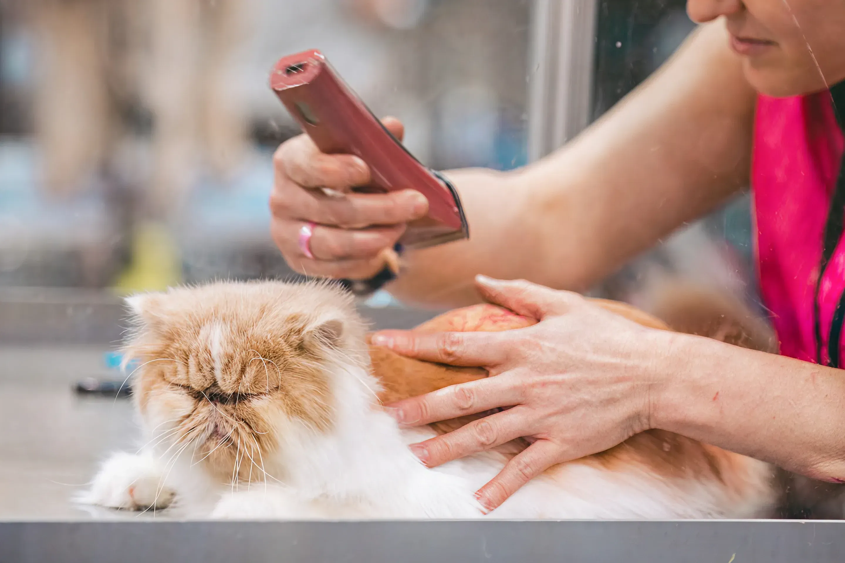 A groomer gently combing a cat
