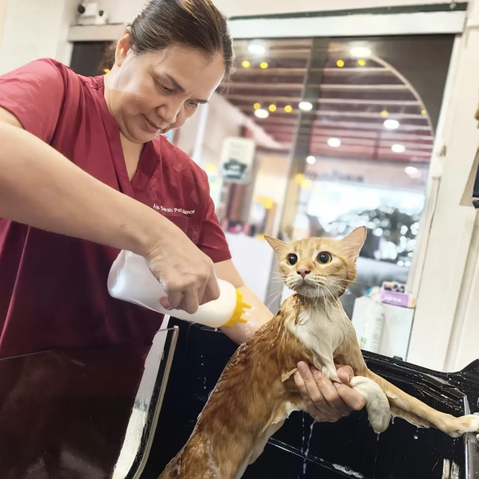 Premium cat grooming at Ais Sarah Pet Manor