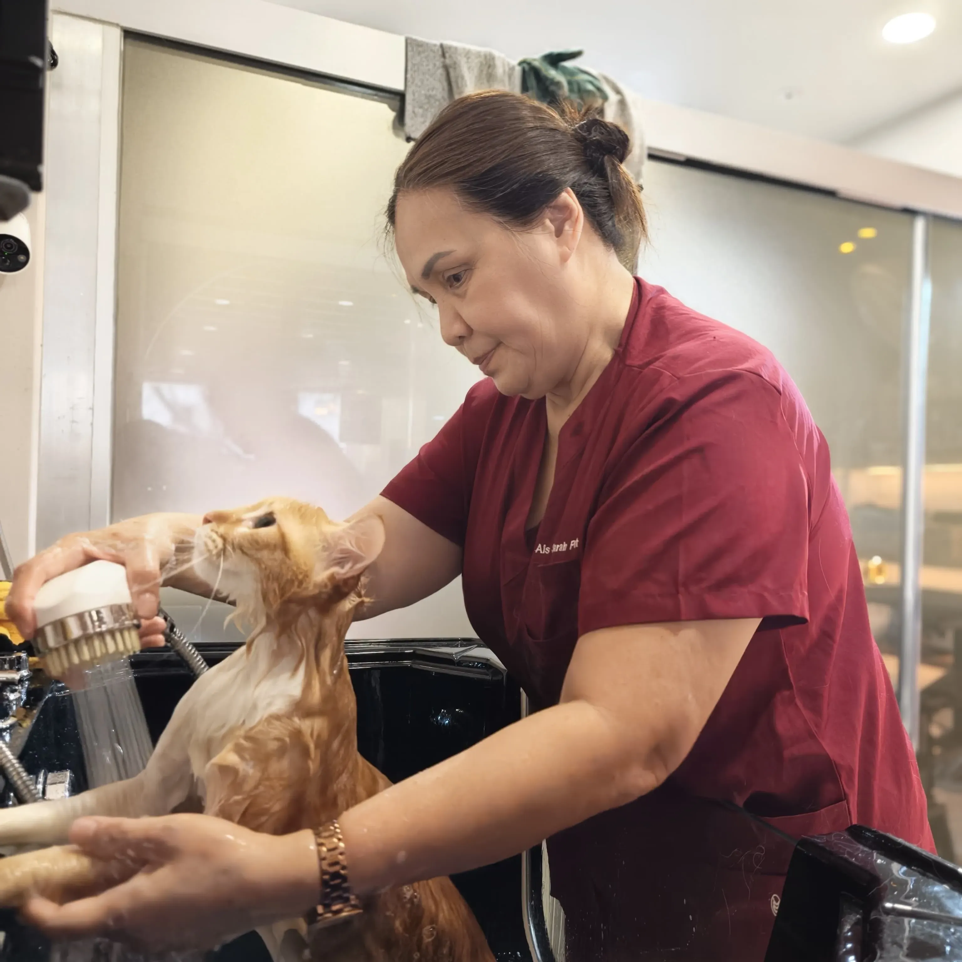 A groomer gently bathing a cat at Ais Sarah Pet Manor