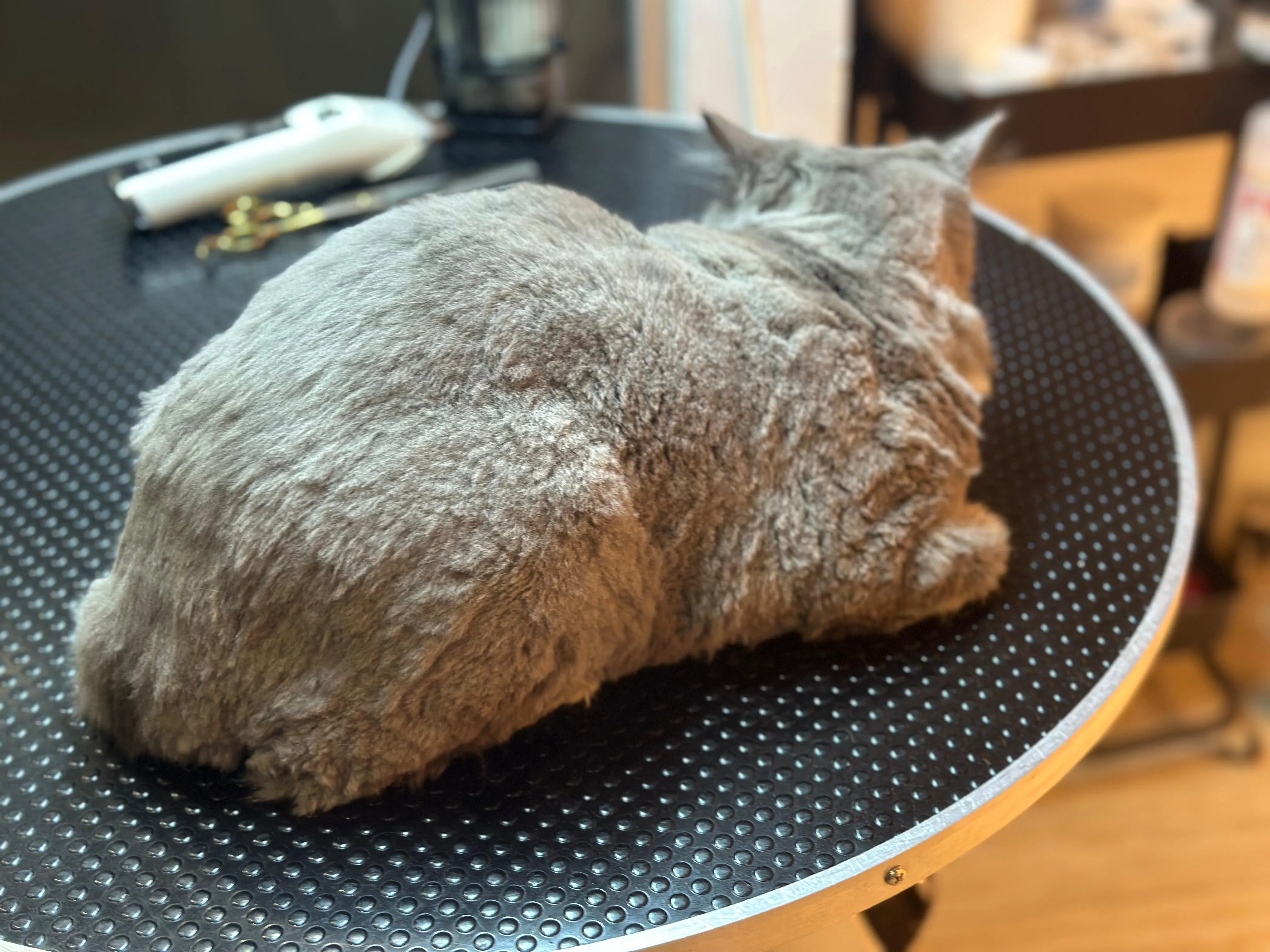 bear cut in cat