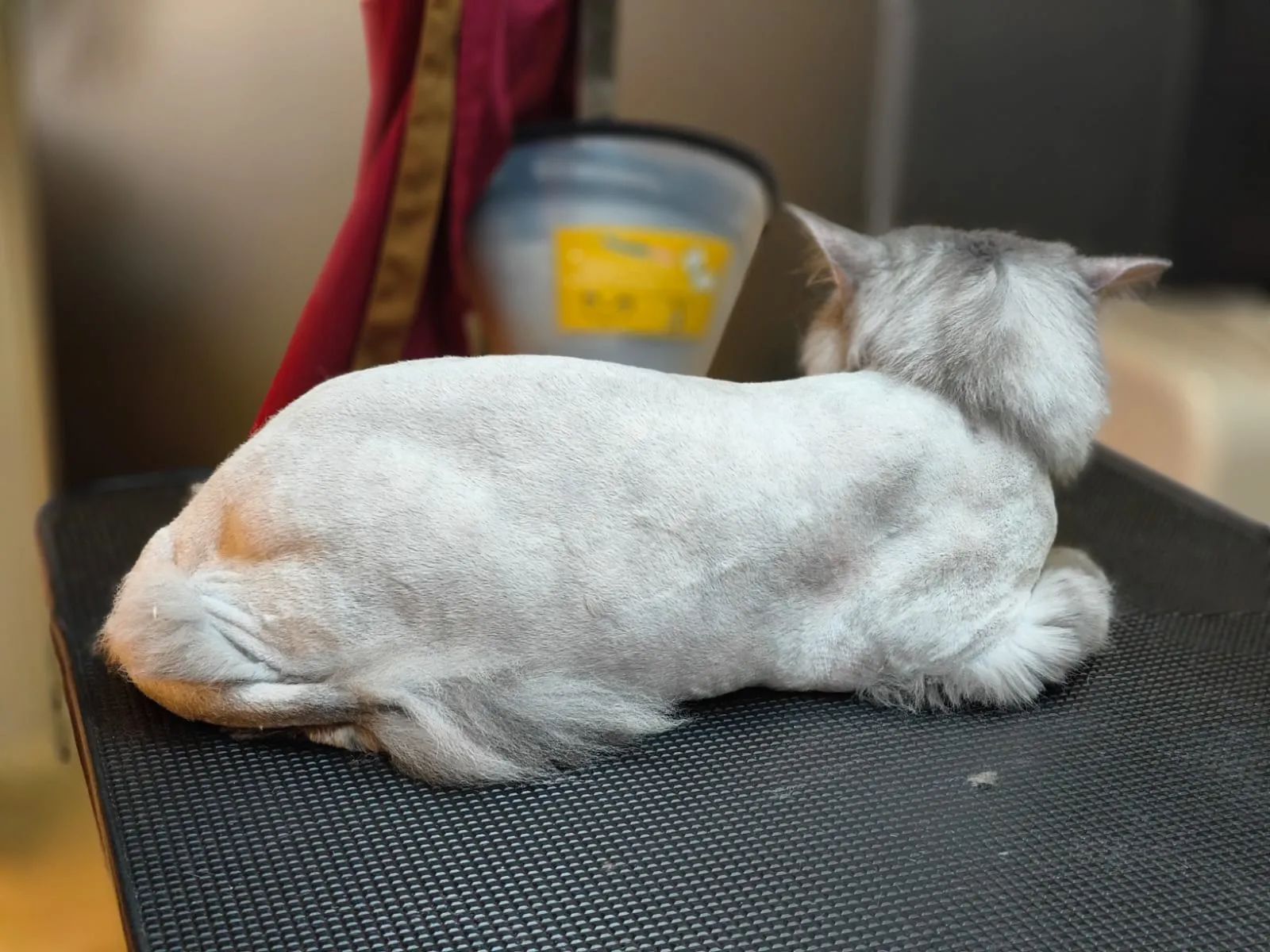 lion cut in cat
